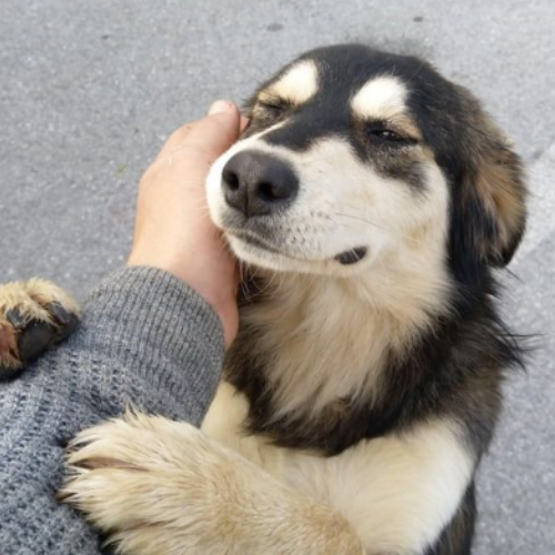 Doggo 1